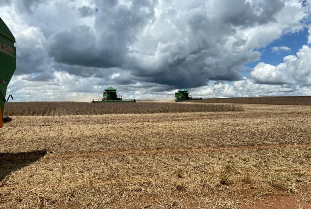 Safra de Soja em Mafra Supera Expectativas com Alta Produtividade